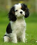 Cavalier King Charles Spaniel 8R91D-25